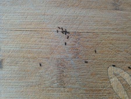 衣柜里衣架上有爬蟲(chóng)