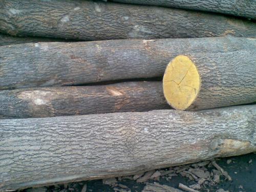 白蠟實(shí)木衣架