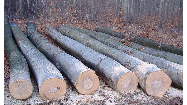 香樟木的褲架，你不知道的兩點(diǎn)【華恩】