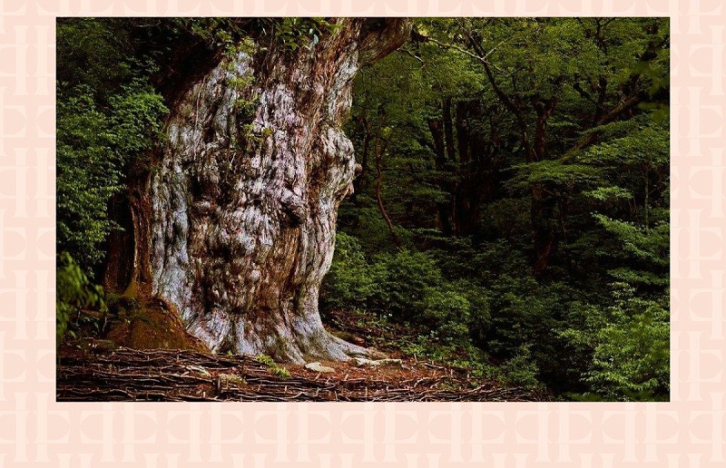 王的衣架 任性開(kāi)掛