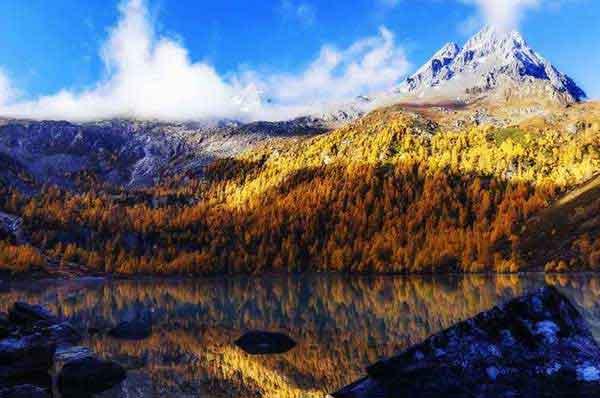 娛樂場(chǎng)所滅蟲就找蟲公司