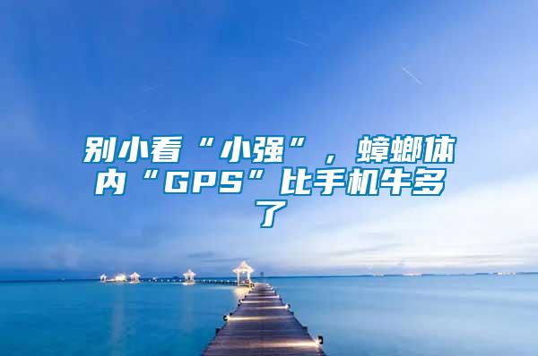 別小看“小強(qiáng)”，蟑螂體內(nèi)“GPS”比手機(jī)牛多了