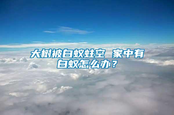 大樹被白蟻蛀空 家中有白蟻怎么辦？