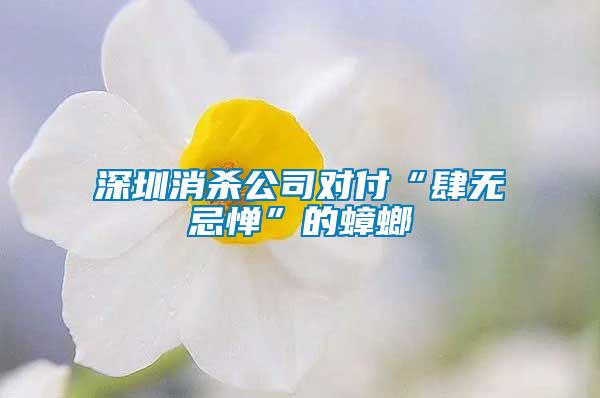 深圳消殺公司對(duì)付“肆無忌憚”的蟑螂