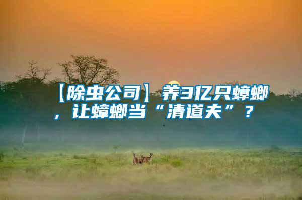 【除蟲公司】養(yǎng)3億只蟑螂，讓蟑螂當(dāng)“清道夫”？