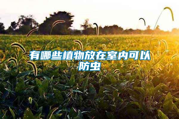 有哪些植物放在室內(nèi)可以防蟲(chóng)