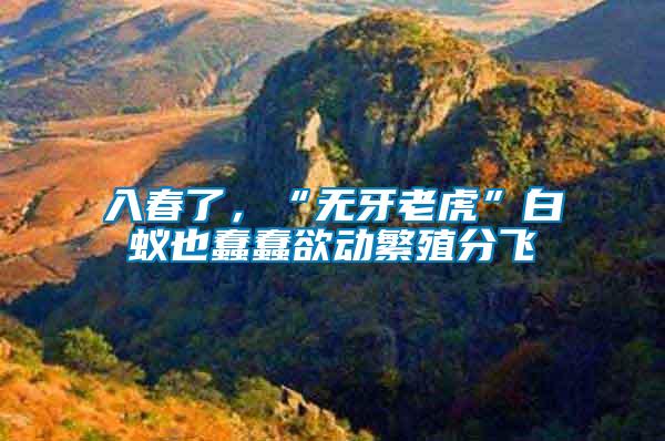 入春了，“無(wú)牙老虎”白蟻也蠢蠢欲動(dòng)繁殖分飛