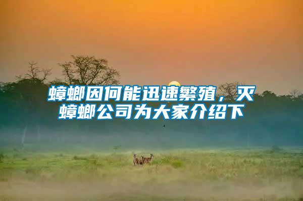 蟑螂因何能迅速繁殖，滅蟑螂公司為大家介紹下