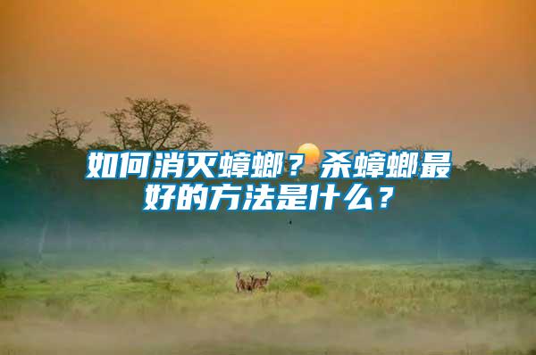 如何消滅蟑螂？殺蟑螂最好的方法是什么？