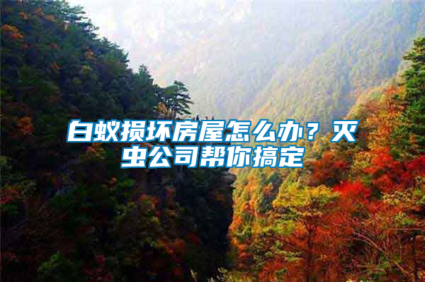 白蟻損壞房屋怎么辦？滅蟲公司幫你搞定