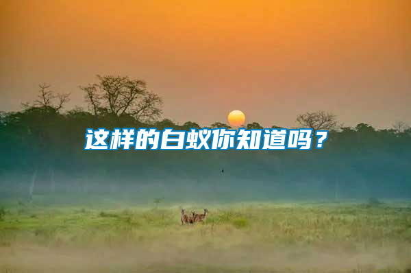 這樣的白蟻你知道嗎？