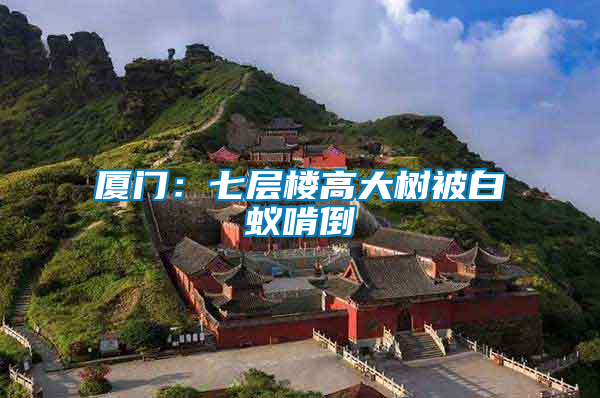 廈門:七層樓高大樹(shù)被白蟻啃倒